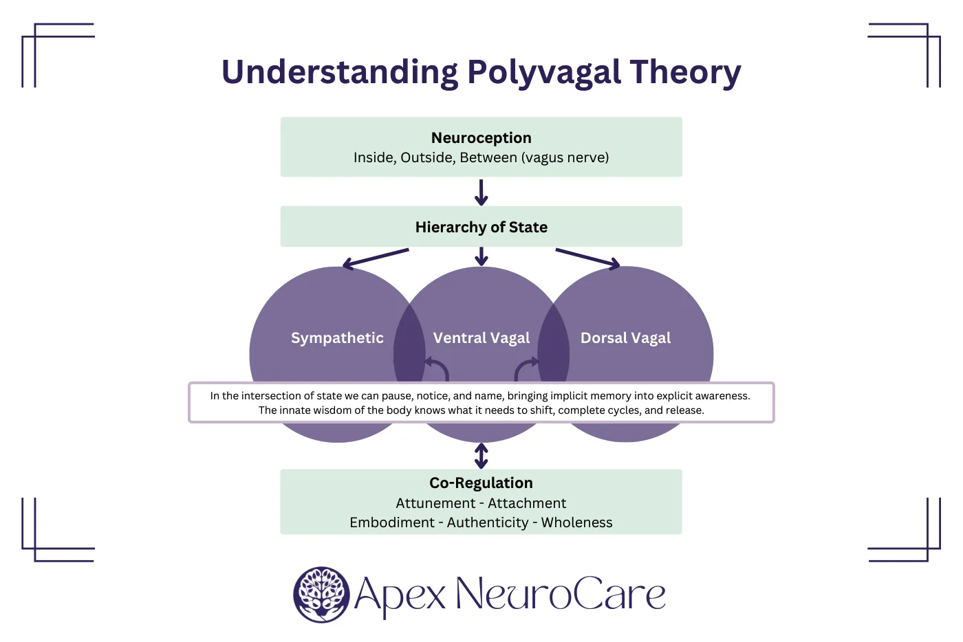 Polyvagal Theory diagram showing neuroception, the three autonomic nervous system states (ventral vagal safety, sympathetic mobilization, dorsal vagal shutdown), and co-regulation